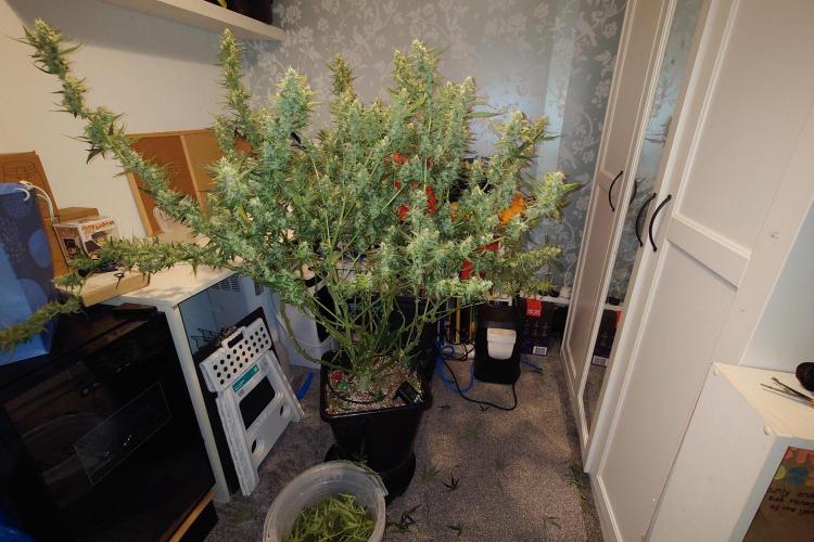 Narnia Grows - Amnesia Zkittles. Week 9