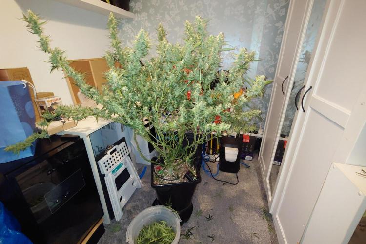 Narnia Grows - Amnesia Zkittles. Week 9