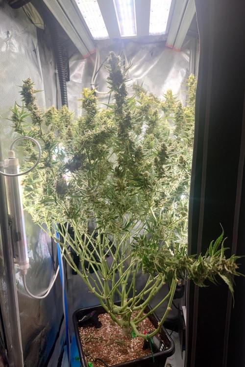 Narnia Grows - Amnesia Zkittles. Week 10