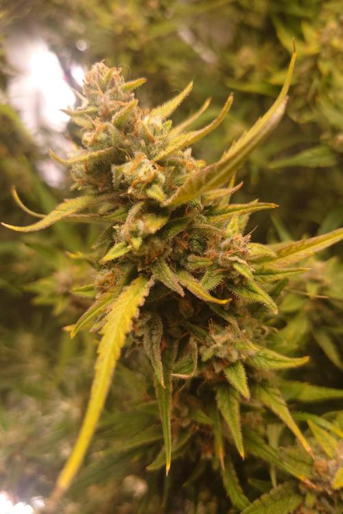 Narnia Grows - Amnesia Zkittles. Week 10