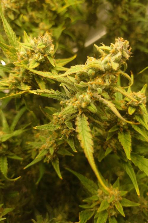 Narnia Grows - Amnesia Zkittles. Week 10