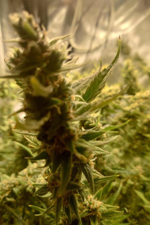 Narnia Grows - Amnesia Zkittles. Week 10