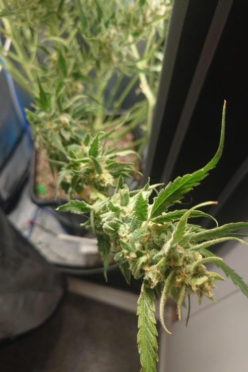 Narnia Grows - Amnesia Zkittles. Week 10