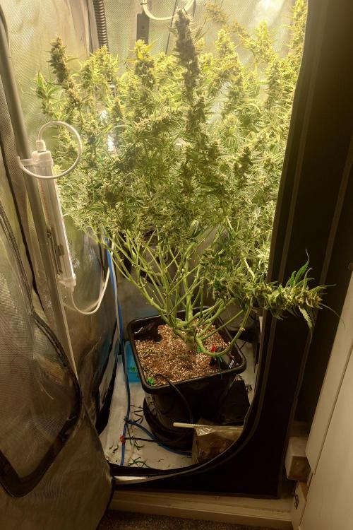 Narnia Grows - Amnesia Zkittles. Week 10