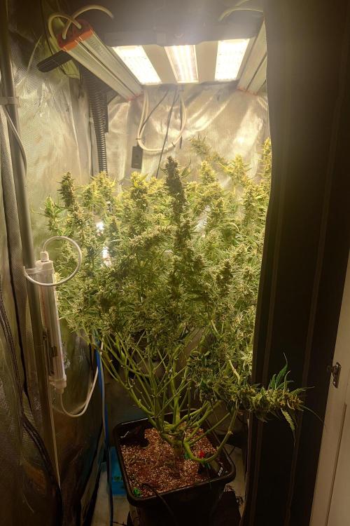 Cloudlab 722 Advance Grow Tent 2x2 (24 x 24 x 72). Week 10