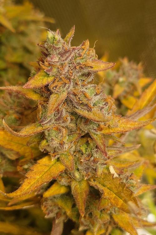 Narnia Grows - Amnesia Zkittles. Week 11