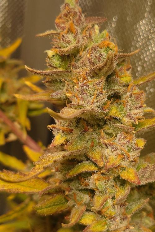 Narnia Grows - Amnesia Zkittles. Week 11