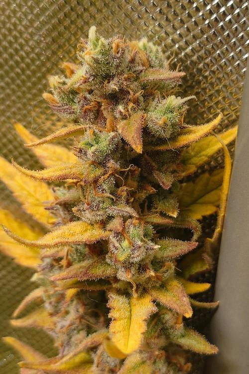 Narnia Grows - Amnesia Zkittles. Week 11