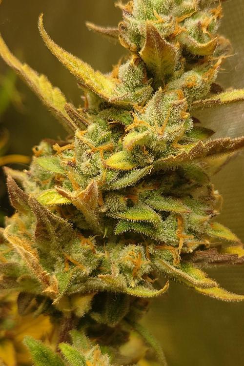 Narnia Grows - Amnesia Zkittles. Week 11