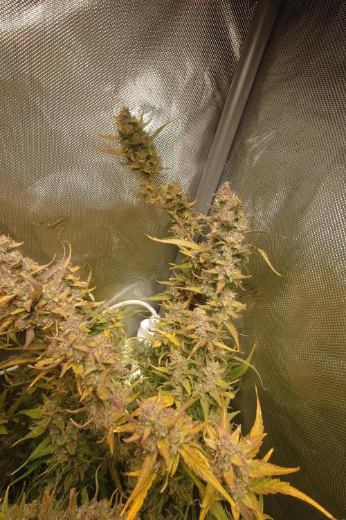 Narnia Grows - Amnesia Zkittles. Week 11