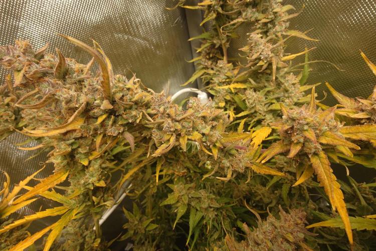 Narnia Grows - Amnesia Zkittles. Week 11