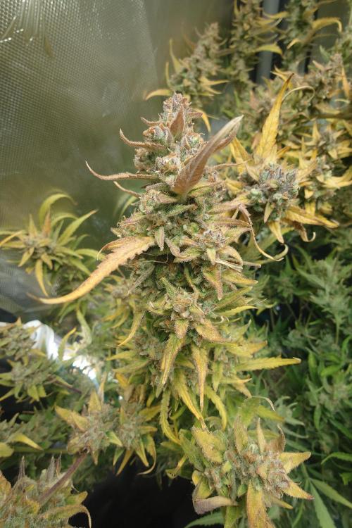 Narnia Grows - Amnesia Zkittles. Week 11