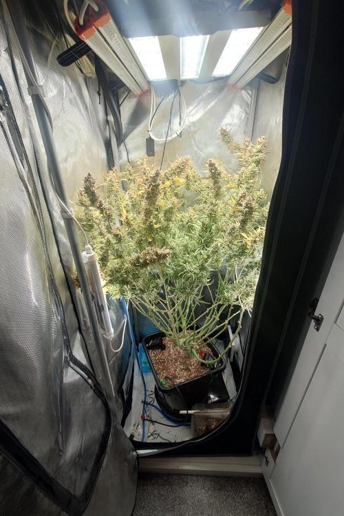 Narnia Grows - Amnesia Zkittles. Week 11