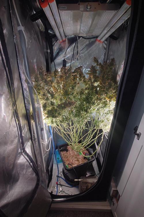 Cloudlab 722 Advance Grow Tent 2x2 (24 x 24 x 72). Week 11