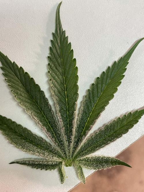 sunset peach. Week 7