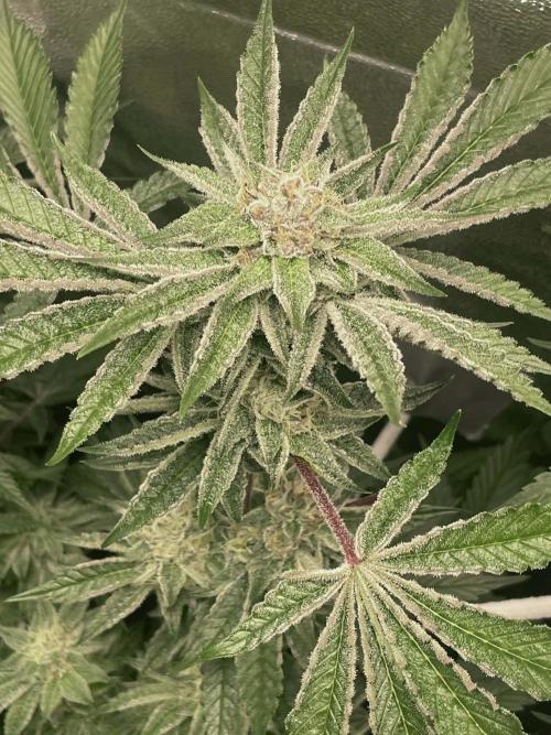 sunset peach. Week 7