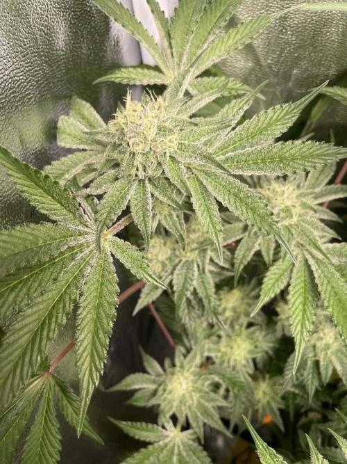 sunset peach. Week 7