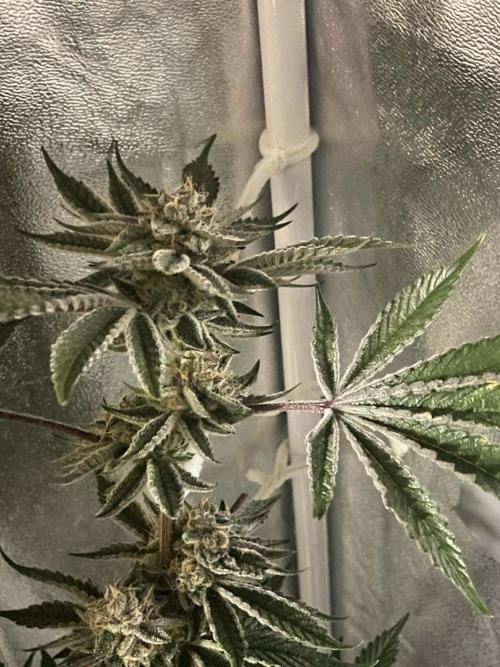 sunset peach. Week 8