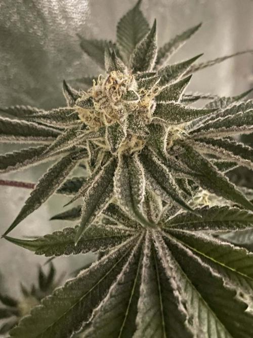 sunset peach. Week 8