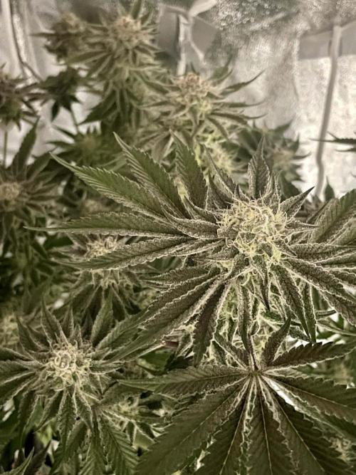 sunset peach. Week 8