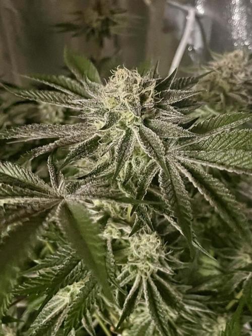 sunset peach. Week 8