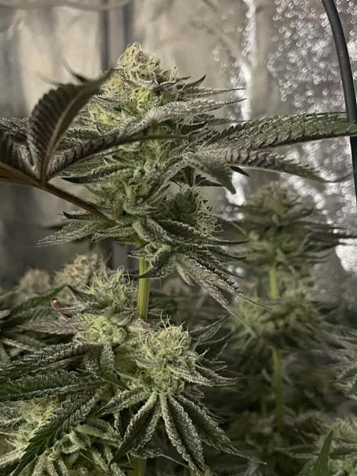 sunset peach. Week 8