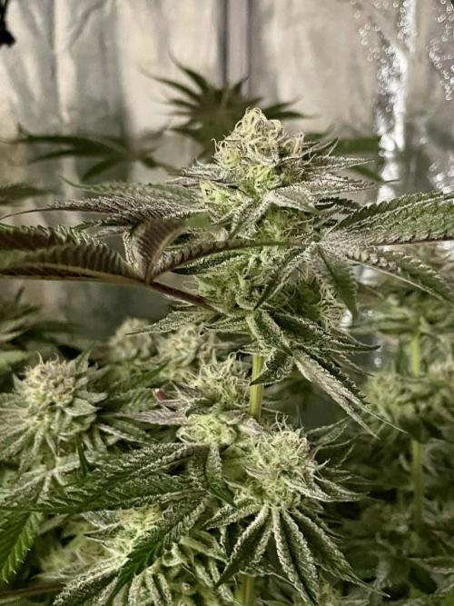 sunset peach. Week 8