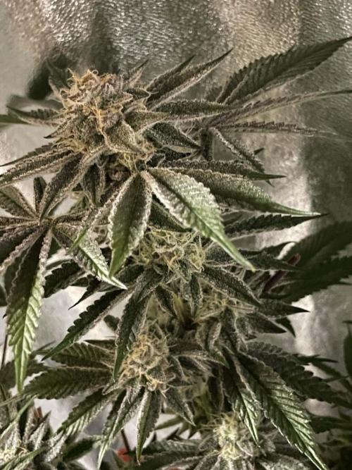 sunset peach. Week 8