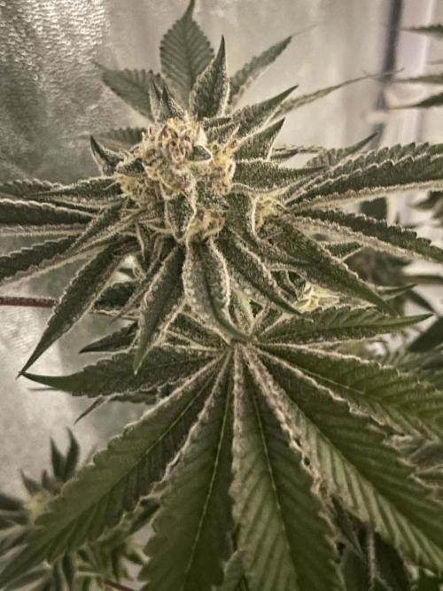 sunset peach. Week 8