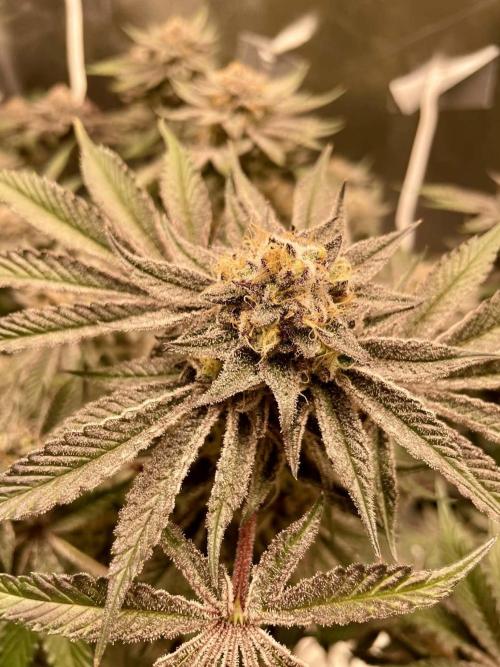 sunset peach. Week 9