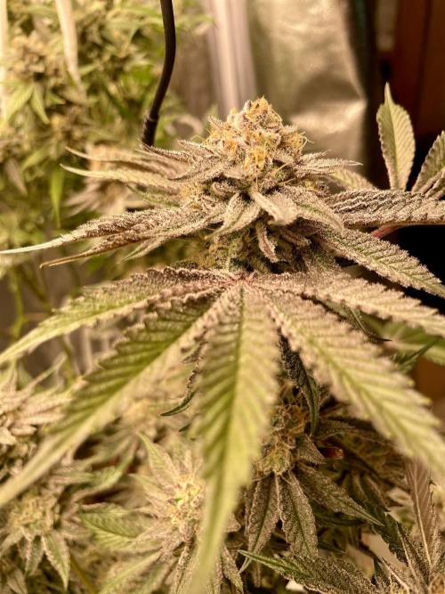 sunset peach. Week 9