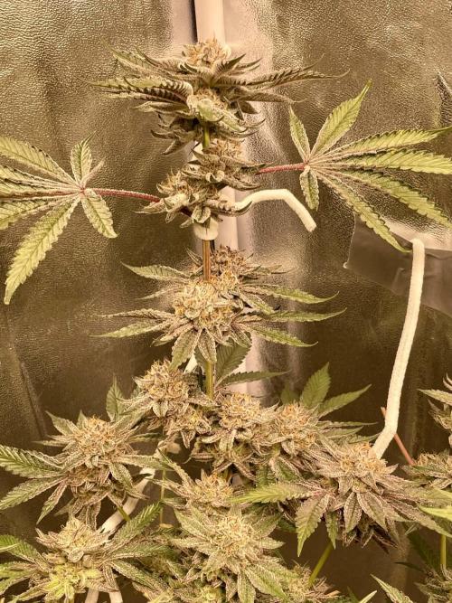 sunset peach. Week 9