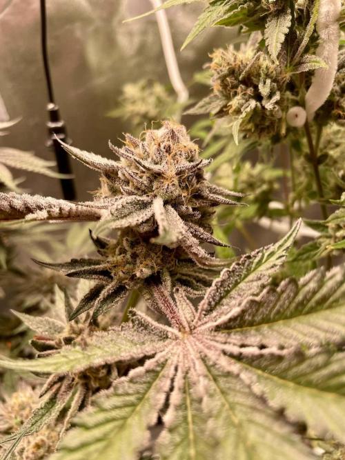 sunset peach. Week 9