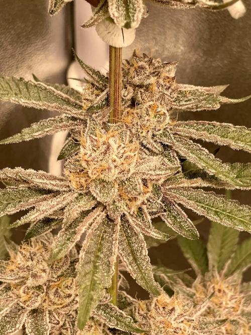 sunset peach. Week 9