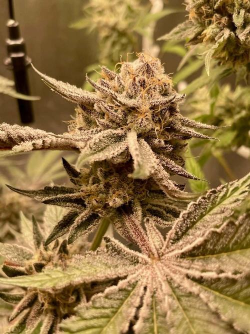sunset peach. Week 9