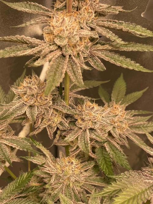 sunset peach. Week 9