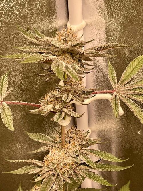 sunset peach. Week 9