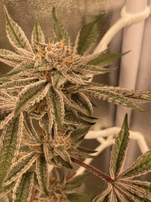 sunset peach. Week 9