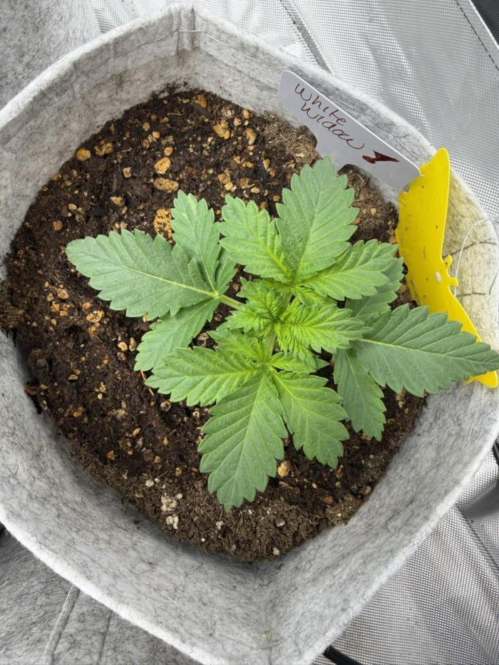 White Widow - Greenhouse seed co. Week 3 - Doing well as expected :D Super stoked to share this with you all. 