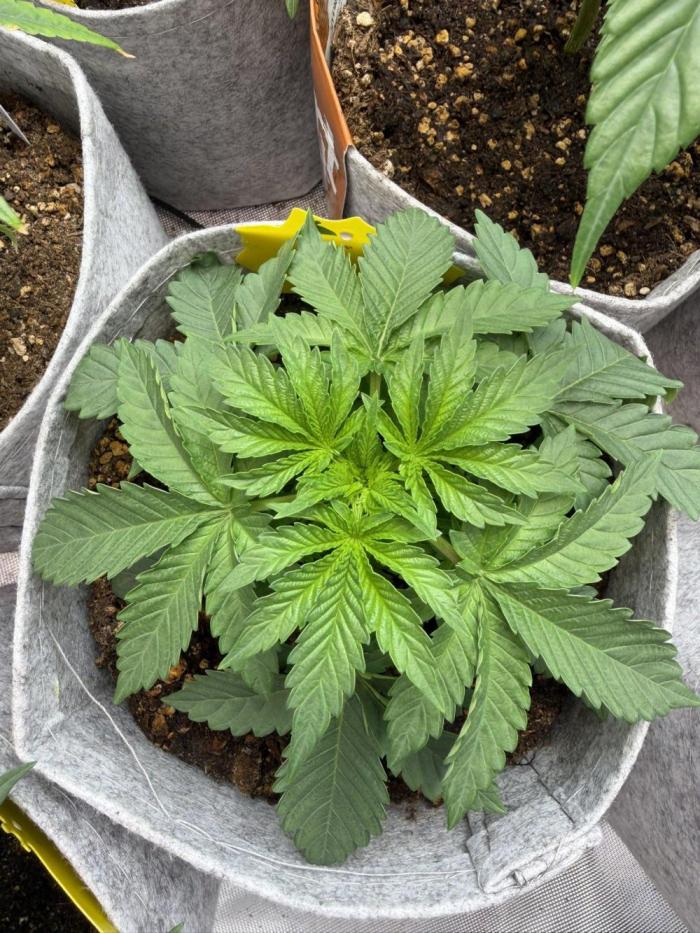 Tank Cultivations. Week 4 - Natural Triploid 