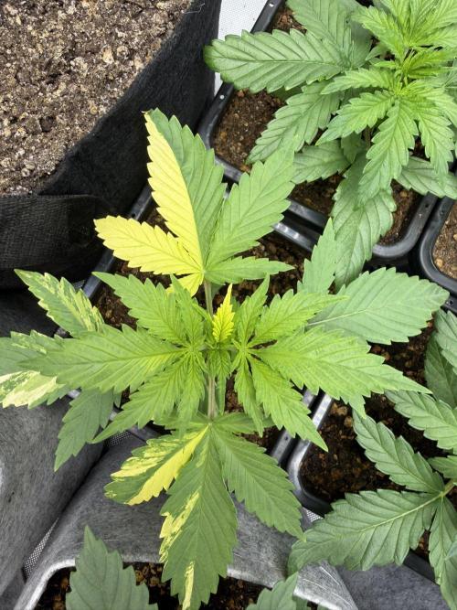 Holy Punch - Greenhouse Seed Co.. Week 4