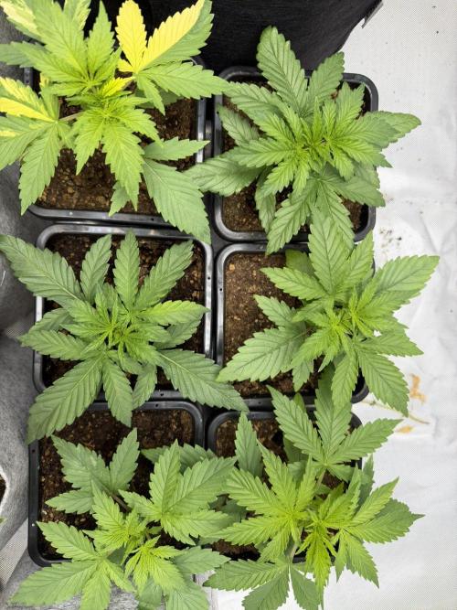 Holy Punch - Greenhouse Seed Co.. Week 4