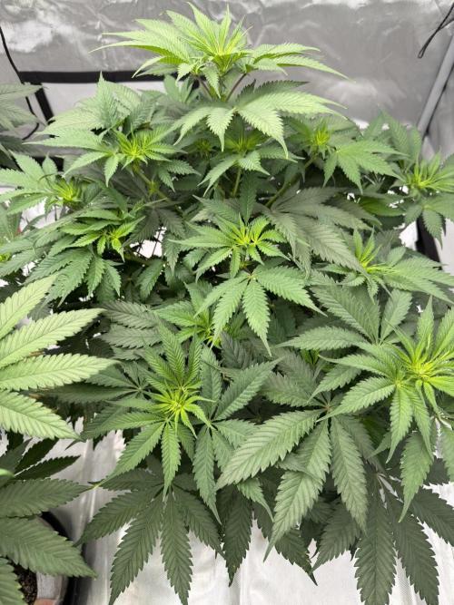 Old Soul Cultivators. Week 2