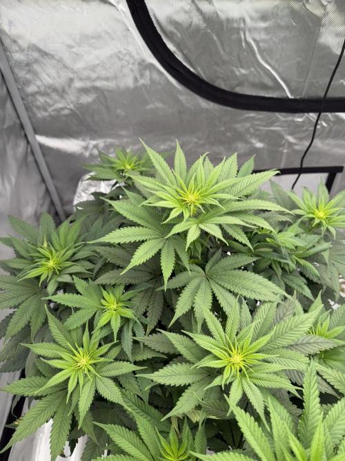 Old Soul Cultivators. Week 2