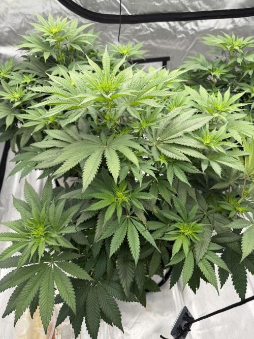 Old Soul Cultivators. Week 2