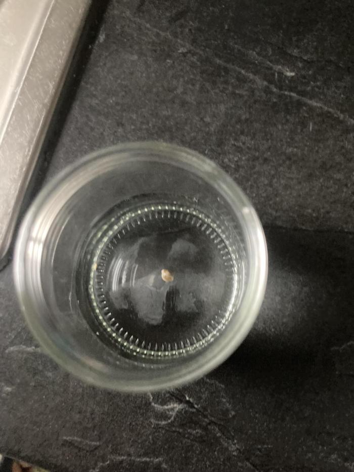 Monster Dwarf Indoor Keller Grow. Week 0