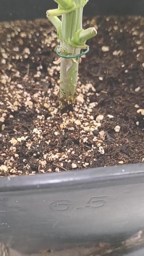 Sweet Amnesia Haze con CampaCavallo