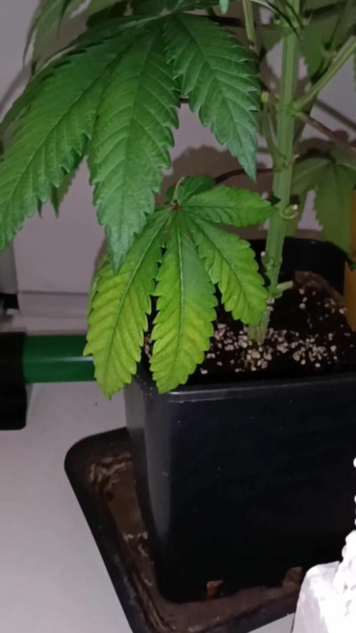 Sweet Amnesia Haze con CampaCavallo