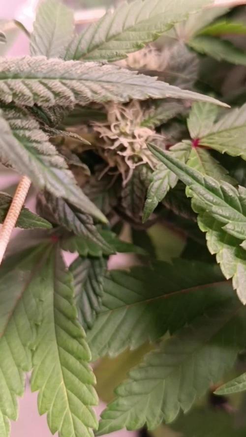 Sweet Amnesia Haze con CampaCavallo