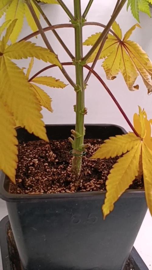 Sweet Amnesia Haze con CampaCavallo